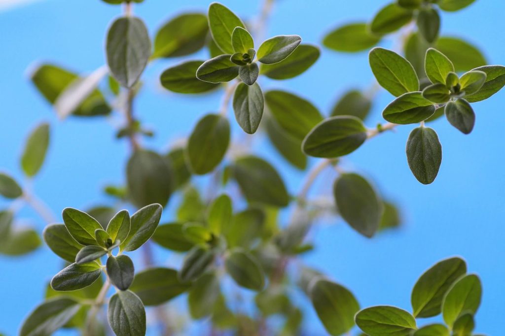 rosemary substitute, substitute for rosemary