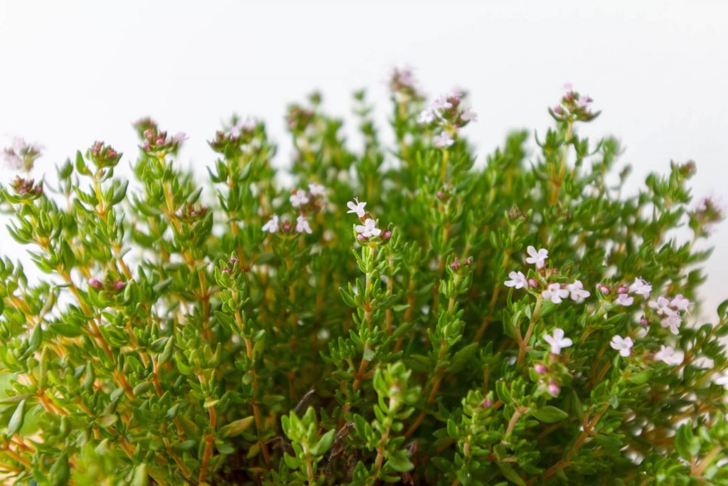 Benefits of Thyme and It’s Substitutes in 2020 for Delicious Cooking, thyme substitutes, substitute for thyme,