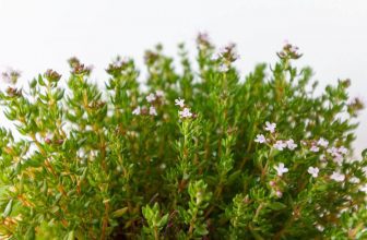 Benefits of Thyme and It’s Substitutes in 2020 for Delicious Cooking, thyme substitutes, substitute for thyme,
