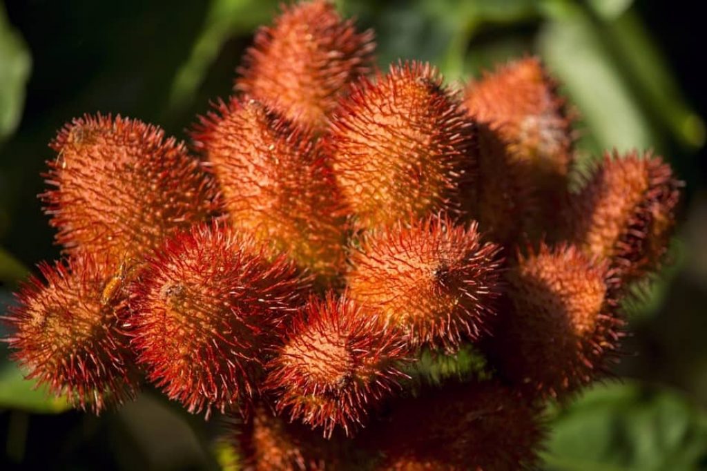 Annatto is the perfect saffron substitute. substitutes for saffron, substitute saffron. annatto substitute. what is saffron good for 