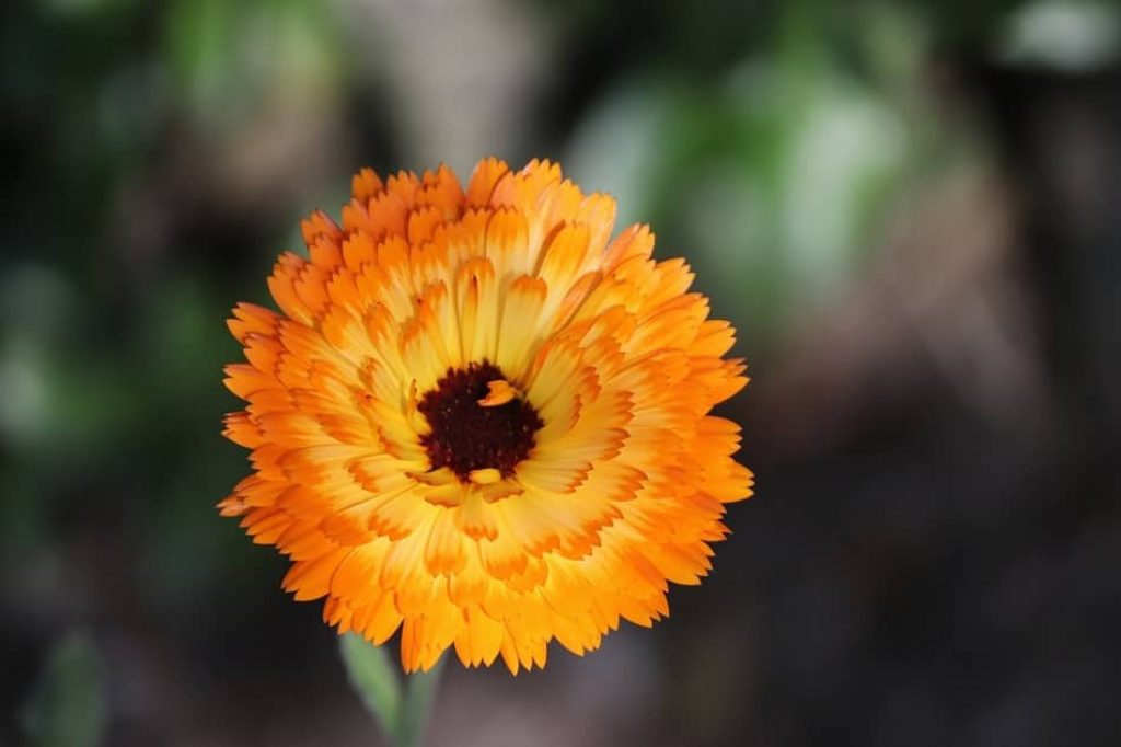 Marigold Flowers is the perfect saffron substitute. substitute for saffron. saffron threads substitute. substitutes for saffron. substitute saffron. is there a substitute for saffron 