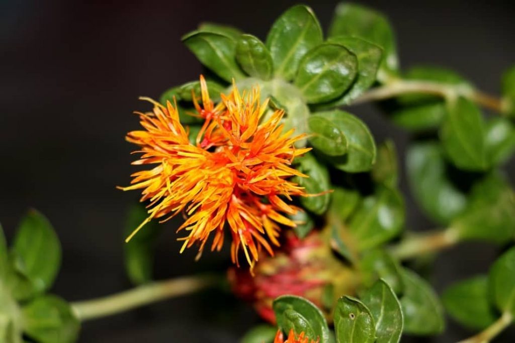 Safflower is the perfect substitute for saffron. Favorite Saffron threads Recipes, how many teaspoons is 1 gram of saffron, how to use saffron threads. safflower vs saffron 