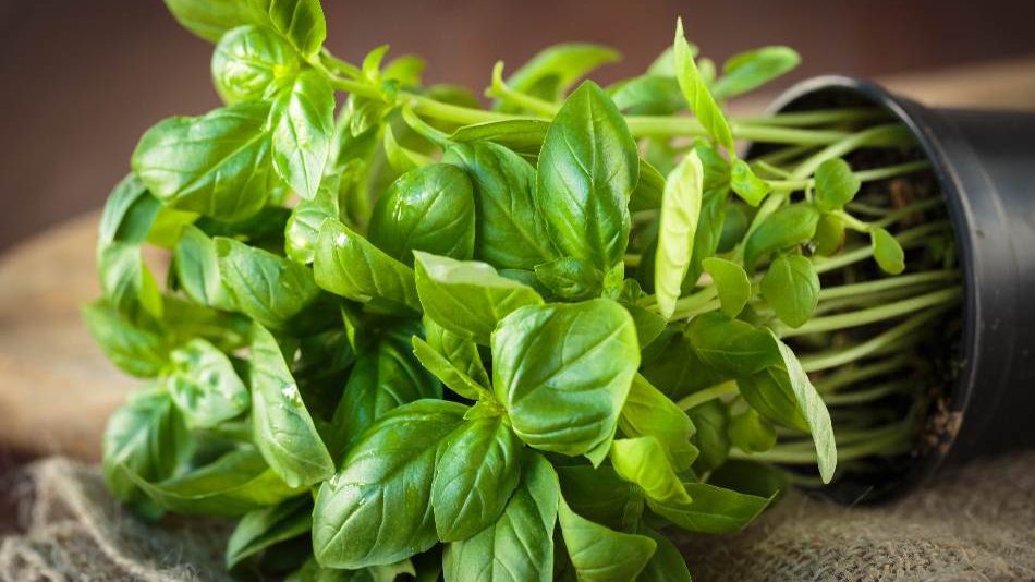 Basil, fresh basil substitute, parsley vs basil, dried basil substitute, basil vs parsley, how to dry parsley and basil, can you substitute basil for parsley, basil instead of parsley, parsley or basil, is basil a good substitute for parsley, parsley substitute basil, can you substitute parsley for basil 