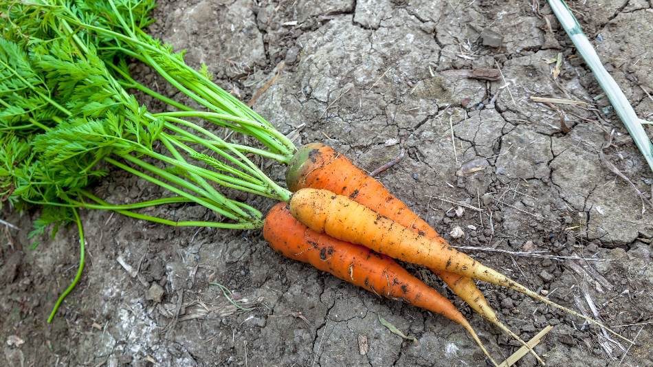 Substitute For Parsley Everything About Parsley And 10 Replacements