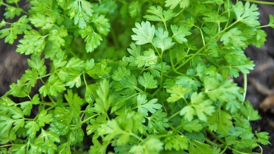 What Is Parsley And Best Substitute For Parsley Cimbad