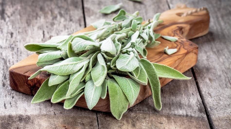 what can i substitute for marjoram? Sage is one of the major substitute for marjoram, can sage substitute for marjoram, substitute for marjoram in sausage, can you substitute sage for marjoram, is marjoram a substitute for sage, sage substitute, Marjoram and Different Types of Marjoram Substitute 