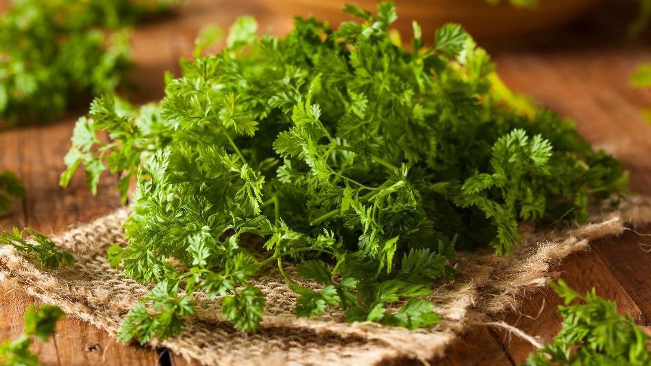 Chervil is the best coriander substitute. what is coriander substitute
