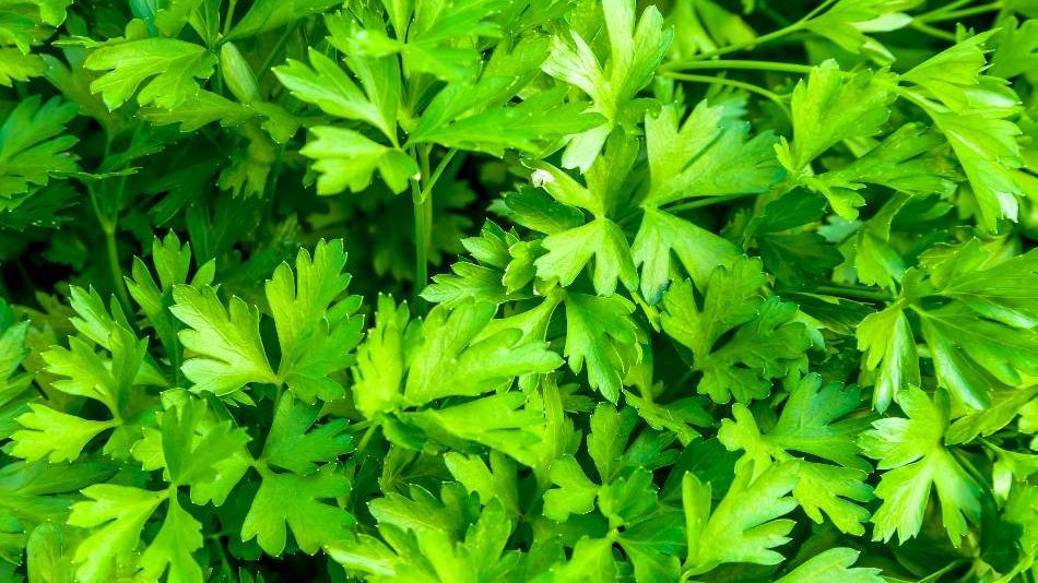 Parsley is a good choice for coriander substitute. cumin substitute coriander, can you substitute coriander for cumin, coriander substitute for cumin
