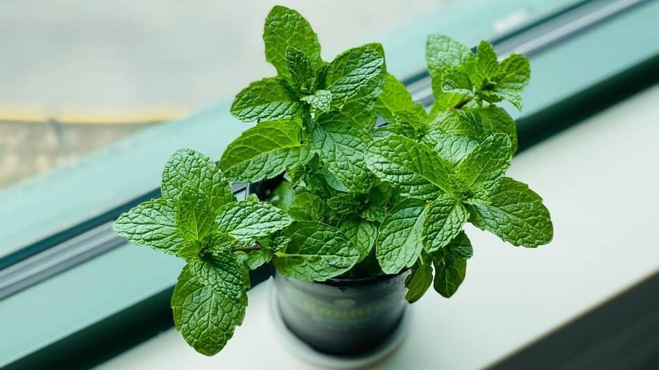 can you substitute mint for thai basil, mpuntain mint substitute for basil, substitute basil for mint for lamb, substitute mint for thai basil, can i substitute basil for mint in certo jelly recipe, can i substitute mint for basil?