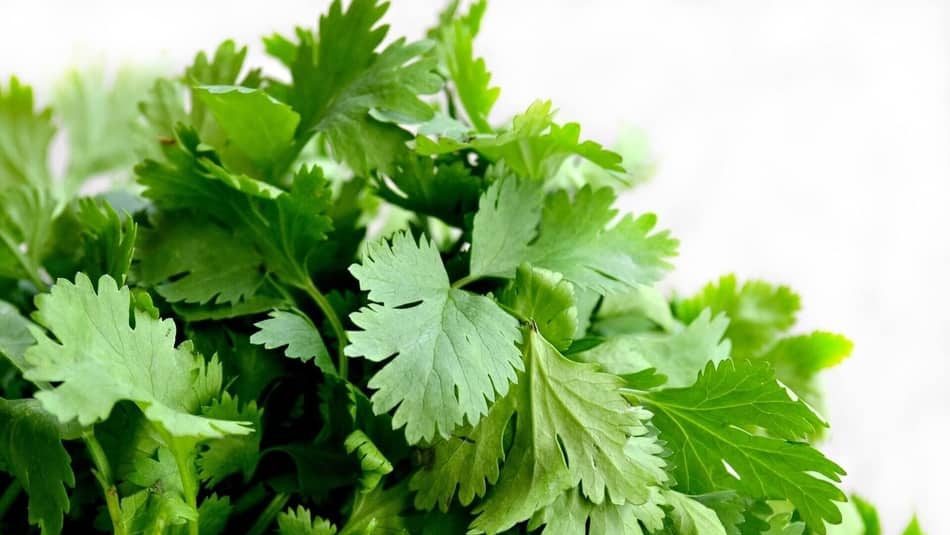 Cilantro is one of the best substitute for mushrooms which can be used for any Types of Mushrooms recipe in 2021 