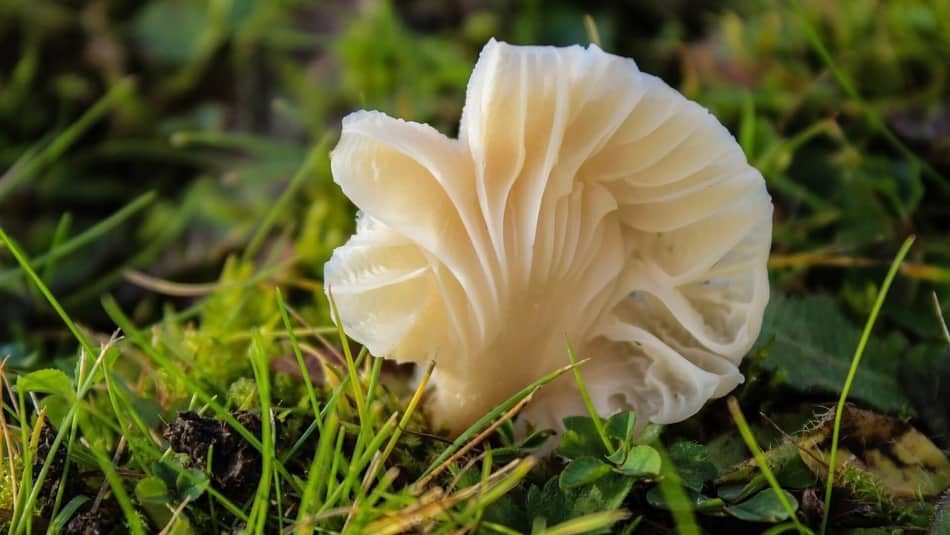 Oyster Mushrooms is one of the best Types of Mushrooms in 2021 for any mushroom recipe