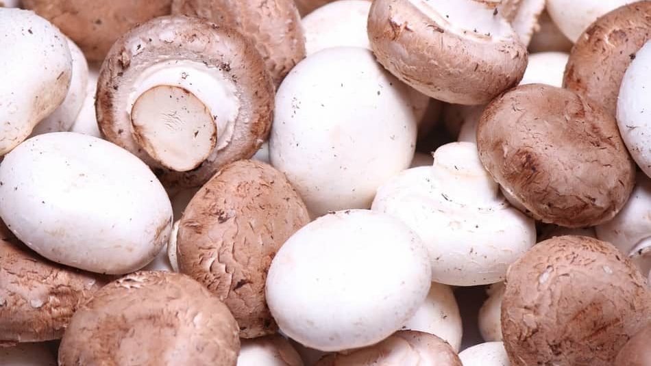 cremini mushrooms, baby bella or baby portobello mushroom is one of the best Types of Mushrooms in 2021 for any mushroom recipe 