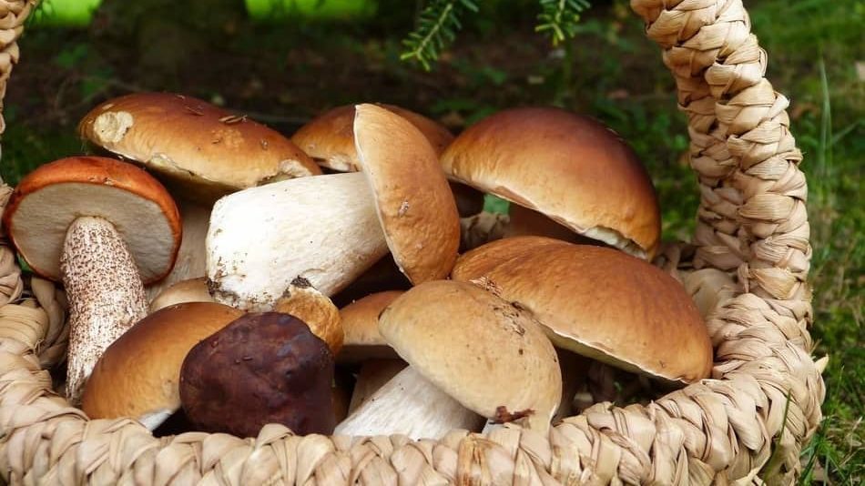 Porcini mushrooms is one of the best Types of Mushrooms in 2021 for any mushroom recipe and best substitute for mushrooms 2021