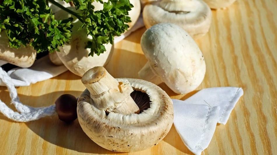 White mushrooms, common mushroom, button mushroom, cultivated mushroom, table mushroom, and champignon mushroom is one of the best Types of Mushrooms in 2021 for any mushroom recipe and best substitute for mushrooms 2021